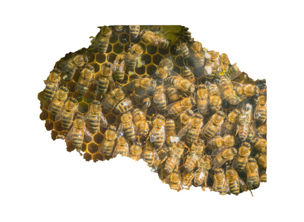 在白色背景上剪下蜂巢的一部分图片下载