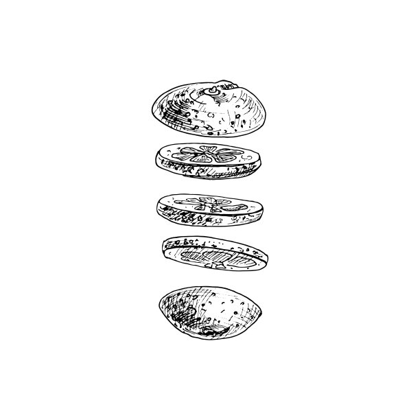 飞舞的鲜橙。向量复古孵化插图。图片下载