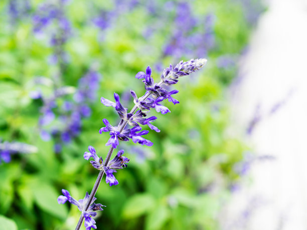 鼠尾草farinacea图片下载