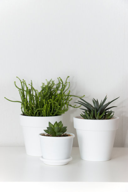 收集各种多肉植物在白色花盆。盆栽仙人掌屋植物在白色的架子上对着白色的墙。家庭花卉栽培的概念。图片下载