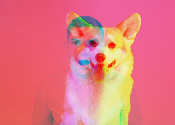 艺术与可爱的小柯基狗和男人剪影孤立在粉红色的背景与故障的效果。美的概念，时尚，渴望。多样性。艺术拼贴图片下载