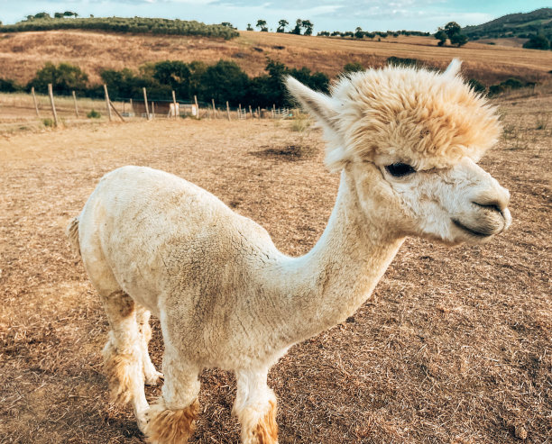 羊驼肖像图片下载