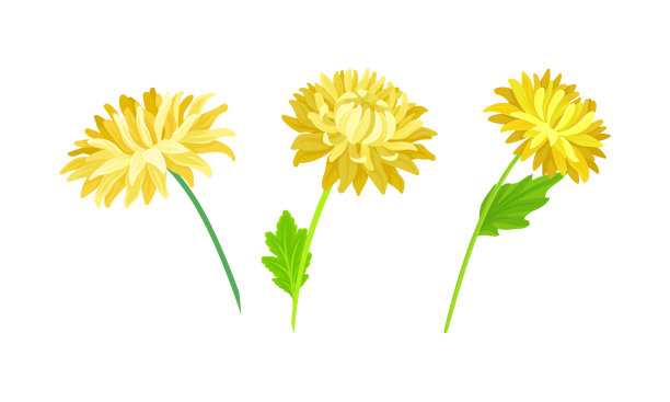 黄色紫菀花盛开的菊花图片下载