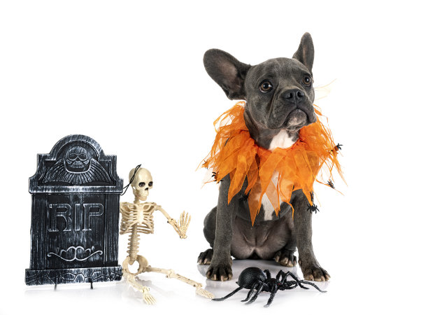 法国斗牛犬图片下载