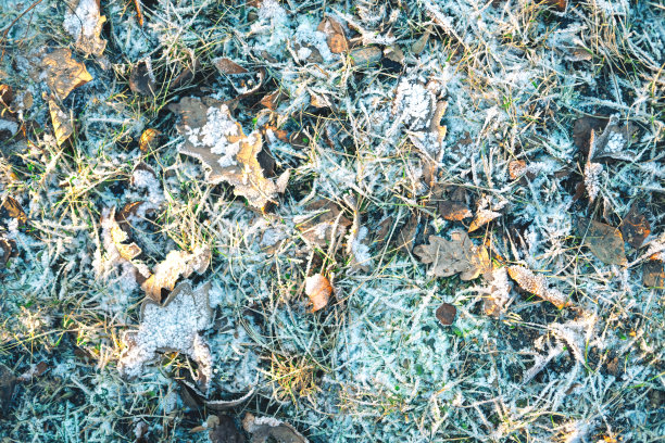 阳光下白雪皑皑的林间空地的如画特写，冬日的背景。图片下载