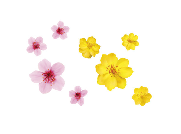 杏花和桃花图片下载