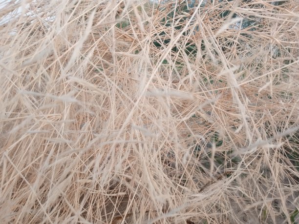 美丽的背影图片下载