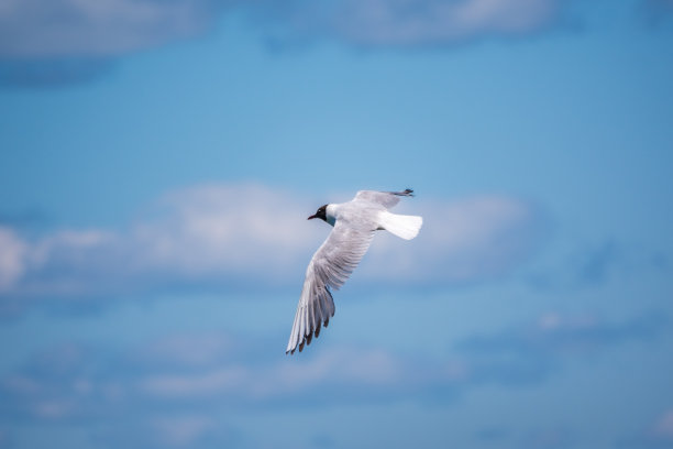 夏天羽毛的黑头鸥飞过蓝天图片下载