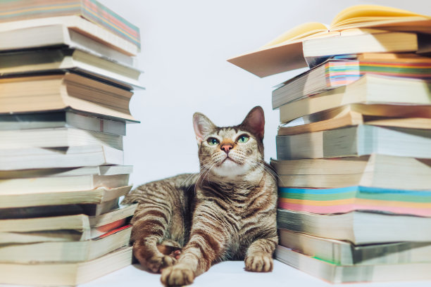 一只虎斑猫躺在一堆书里。和查找。白色背景。图片下载