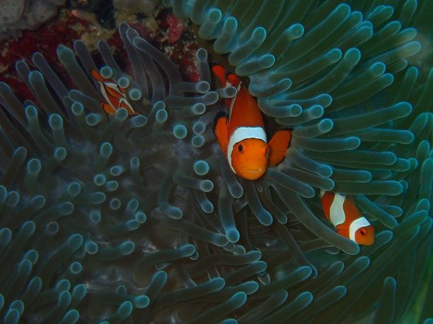 小丑鱼在印尼图片下载