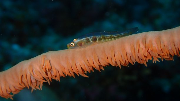 潜水摄影图片下载