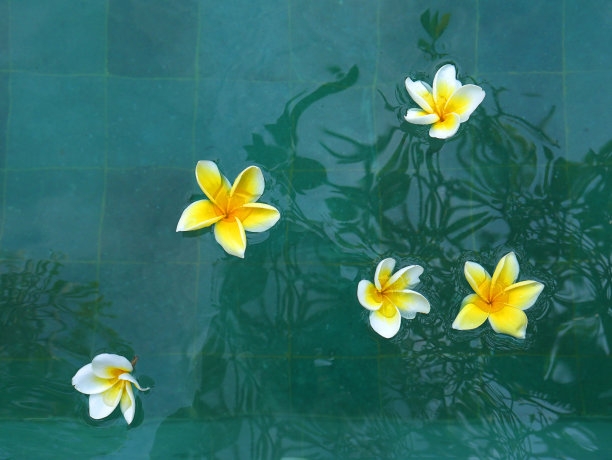 鸡蛋花温泉漂浮在水上图片下载