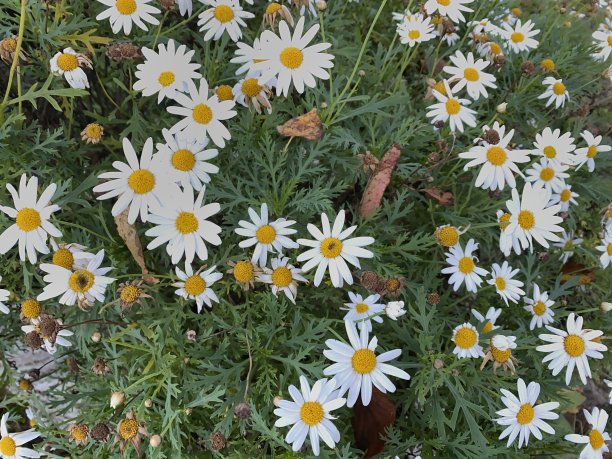 雏菊花图片下载