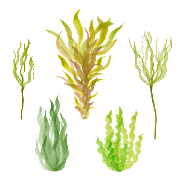 一套手绘的水彩藻类不同类型的绿色和棕色图片下载