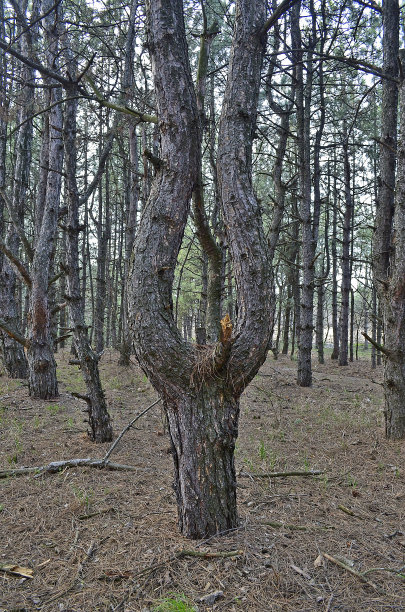 异型松树图片下载