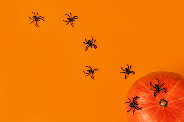 南瓜和橙色背景上的卡通黑蜘蛛构成了万圣节。创意时尚的平面lay与文本的地方。图片下载