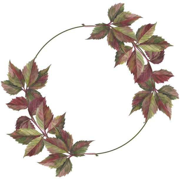 水彩画风格的秋叶。图片下载