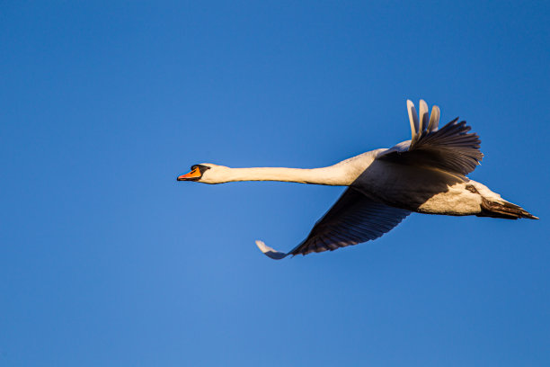 在英国伦敦公园上空，一只沉默的天鹅在晴朗的蓝天下飞过图片下载