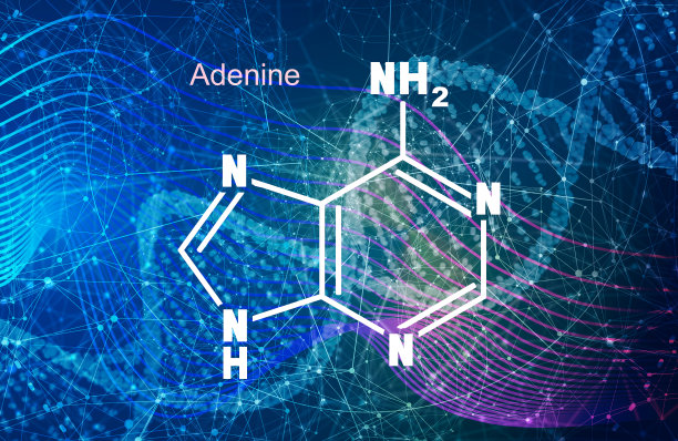 腺嘌呤- DNA和RNA氮碱基的化学结构式图片下载