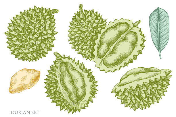 设置手绘彩笔榴莲图片下载