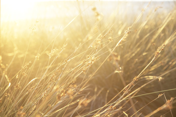 夕阳下的草地图片下载