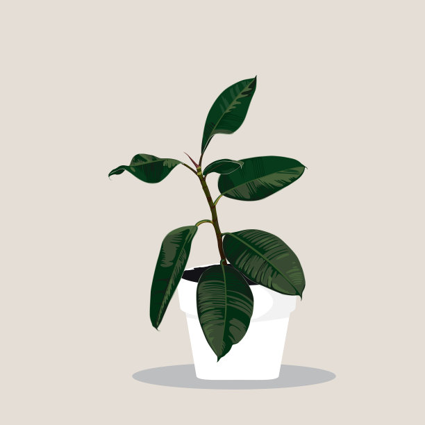 花盆中的弹性榕树盆栽图片下载