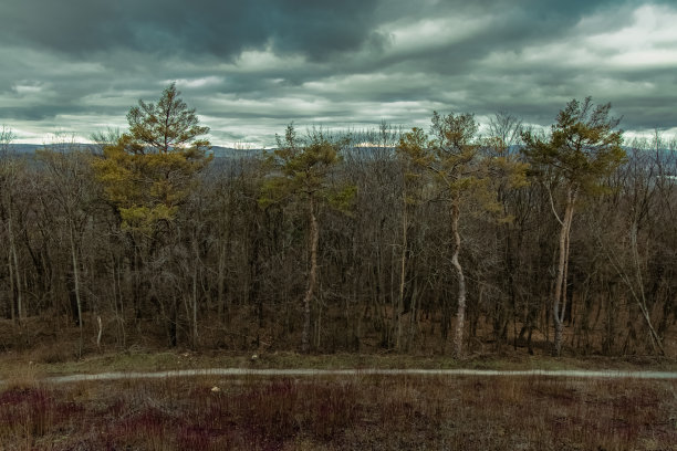 灰色的木材穆迪土地边缘的神秘森林与光秃秃的树枝树木的秋天季节时间在多云戏剧性的天气时间景观全景照片图片下载