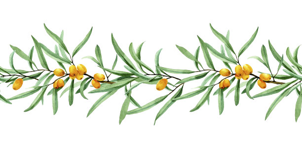 水彩画无缝边界沙棘。网页横幅，框架，与浆果和沙棘叶在白色背景的边界图片下载