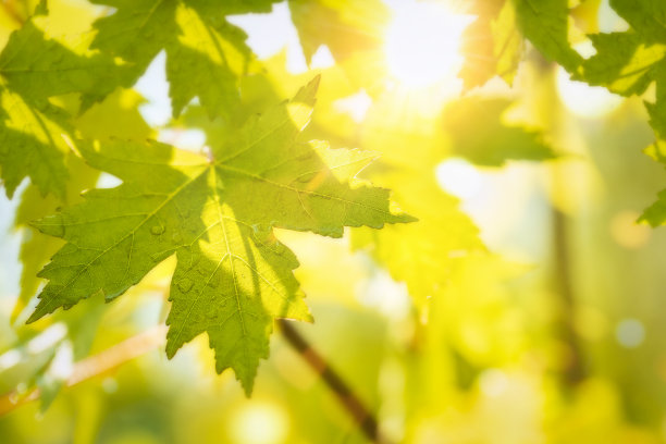 夏日，初秋的背景。枫叶在阳光下合拢图片下载