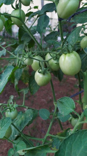 绿色的西红柿图片下载