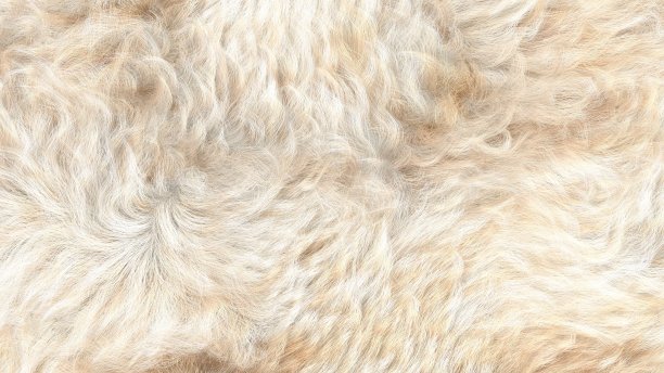 白色卷毛绵羊背景3D渲染图片下载