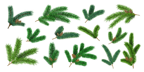 现实的圣诞树树枝和冷杉树枝图片下载