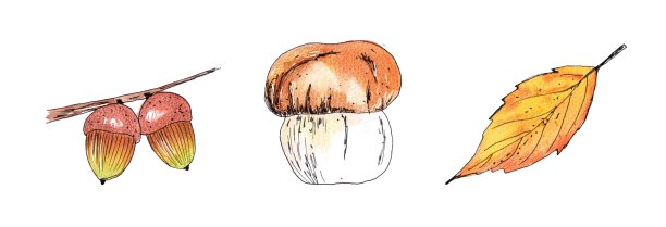 秋天的蘑菇和叶子。水彩手绘插图。孤立的,白色背景图片下载