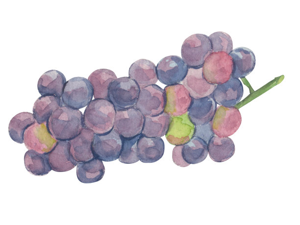 水彩水果葡萄分枝在白色的背景图片下载