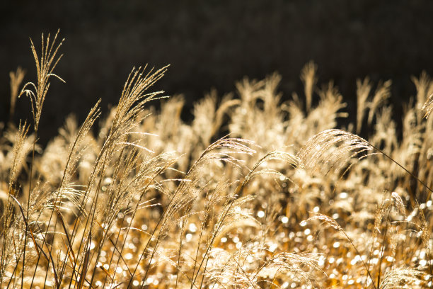日本蒲苇草地在清晨的阳光下闪耀着金色的光芒图片下载