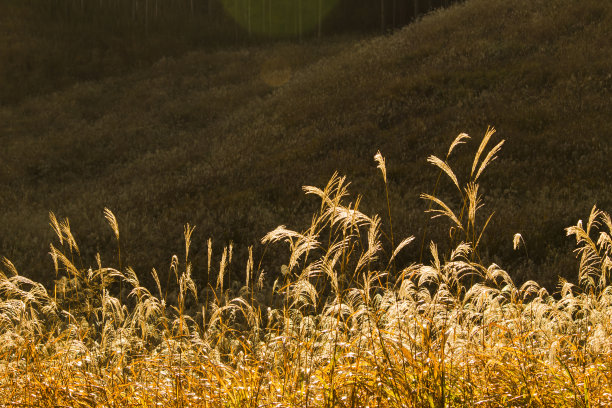 日本蒲苇草地在清晨的阳光下闪耀着金色的光芒图片下载