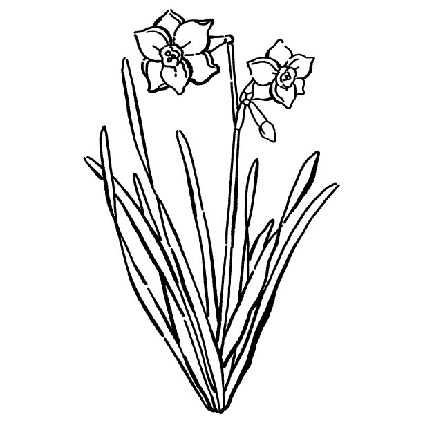 矢量插图的简单水仙花水墨画风格图片下载