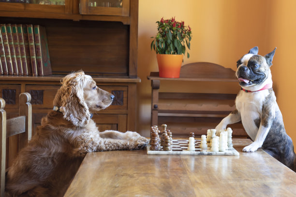 可卡犬和波士顿小猎犬在客厅里下棋图片下载