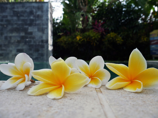 一套黄色的鸡蛋花温泉在一个游泳池图片下载
