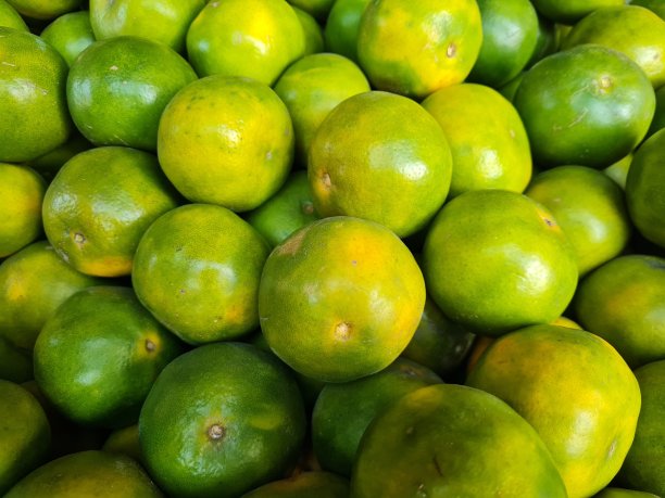 一些橘子图片下载