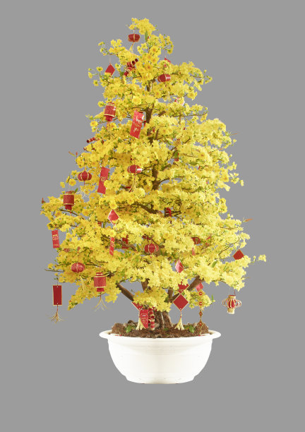 奥赫纳树图片下载