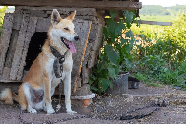 狗被链子拴在狗窝附近。悲伤的乡村图片。图片下载