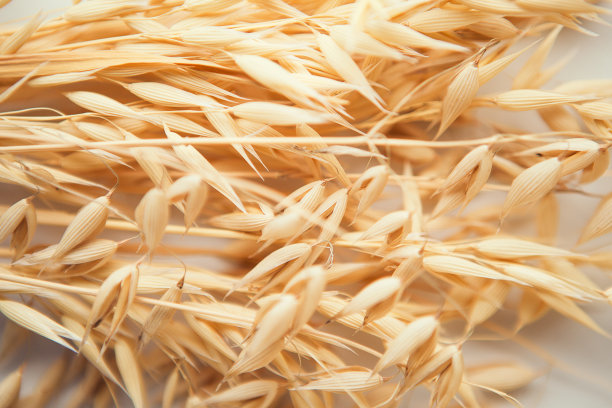 白色背景上的燕麦穗。燕麦厂关闭图片下载