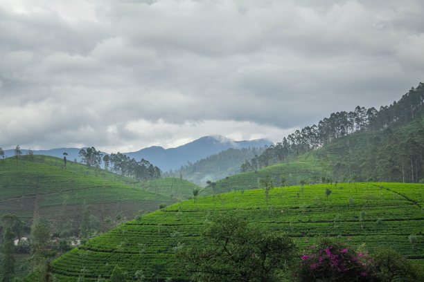 斯里兰卡的茶叶种植园。图片下载