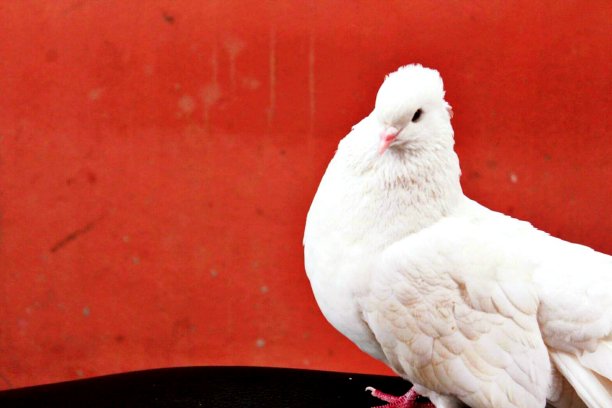 “在那里图片下载