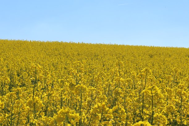 油菜田图片下载
