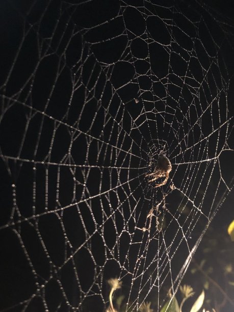 晚上时间陷阱图片下载