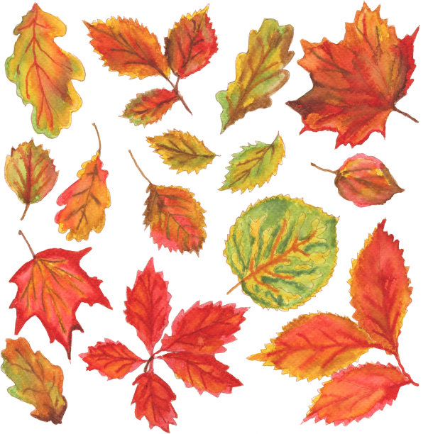 集剪贴艺术秋天水彩画叶子在白色的正方形背景图片下载