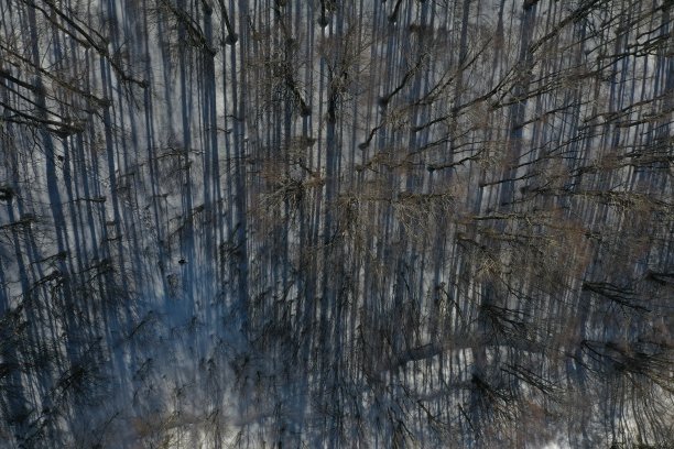 冬季森林图片下载