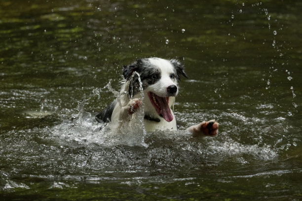 可爱的狗图片下载